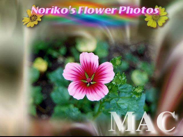 flower photo 1