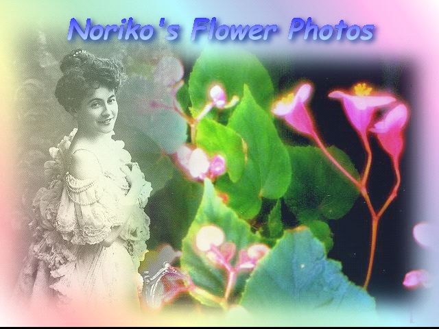 flower photo 2