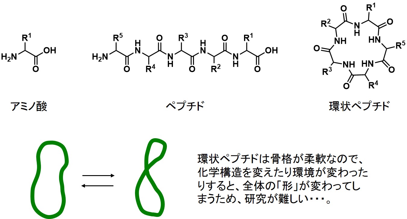 cyclic peptide