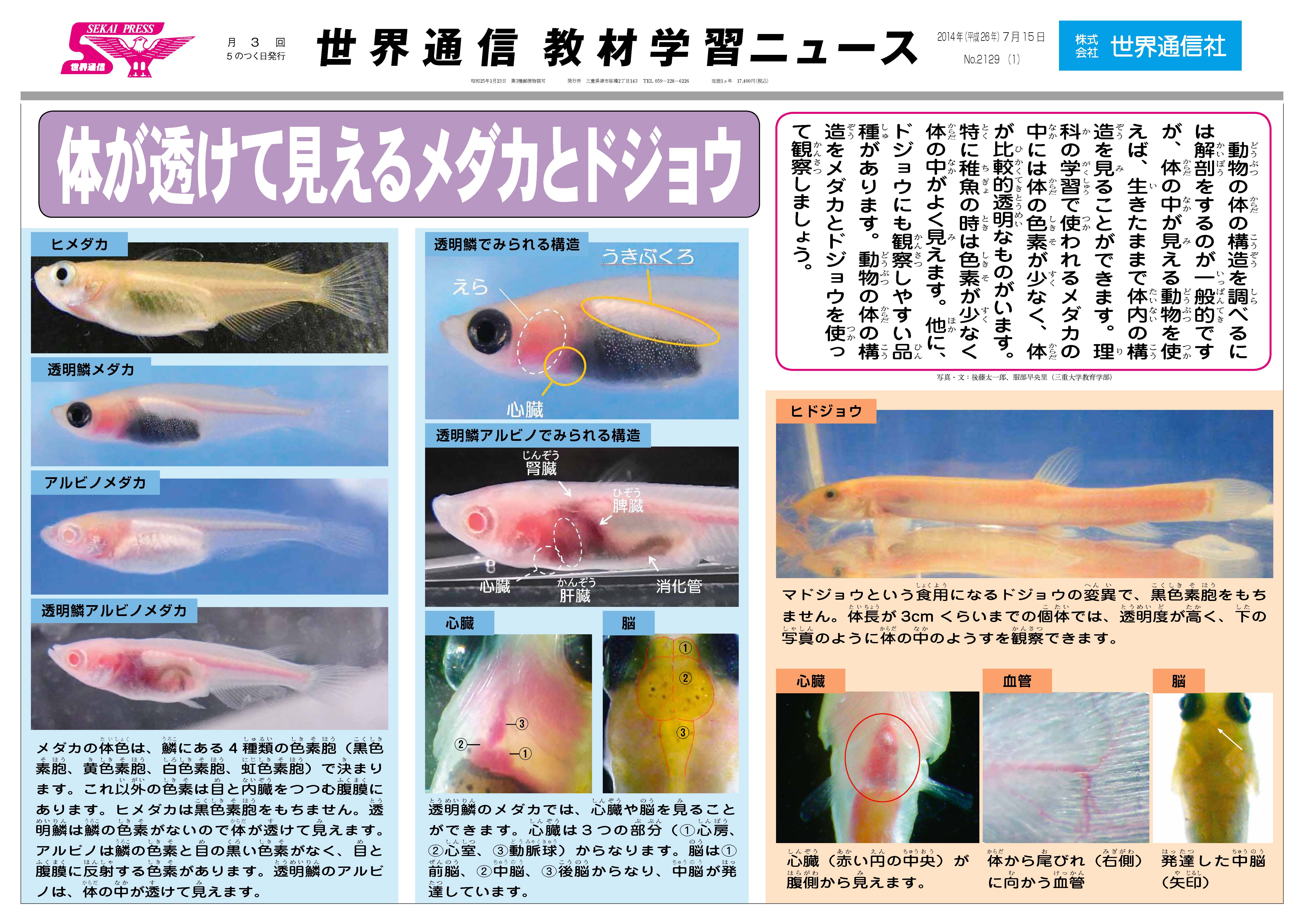 メダカ
